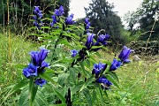 64 Genziana minore (Gentiana asclepiadea)